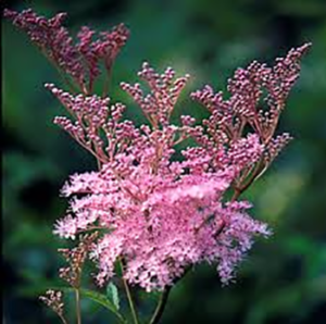 Filipendula ruba