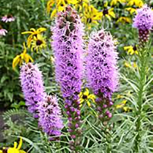 Liatris spicata