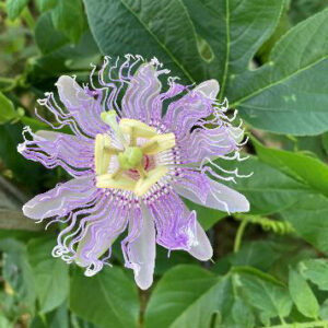 Passiflora incarnata