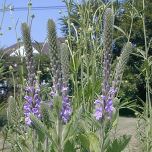 Verbena stricta