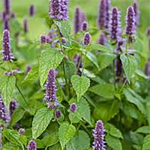 Agastache Foeniculum