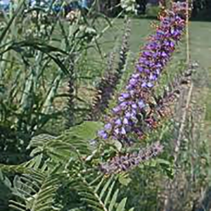 Amorpha canescens