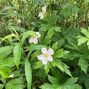 Anemone canadensis