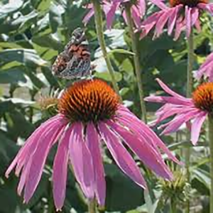 Echinacea purpurea